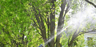 Eichenprozessionsspinner weiterhin in Hanau aktiv