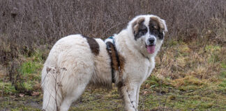 Tierherberge Egelsbach: Dennis – ein angenehmer Begleiter