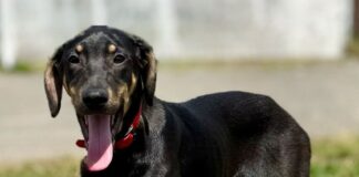 Tierschutzverein Seligenstadt: Happy – junge Schönheit sucht ihr „Für-Immer-Zuhause“