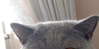 Tierschutzverein Seligenstadt: Konrad wünscht sich ein umsorgendes Zuhause