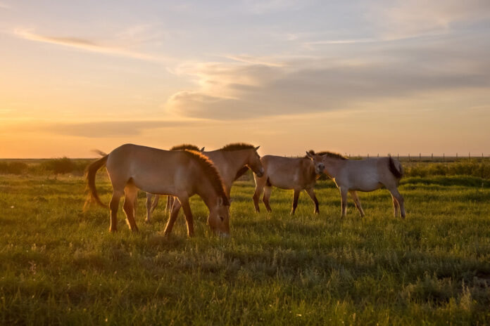 Przewalskis-Horses-before-the-release-into-the-wild-Foto-Jack-Mifflin-Copyright-ADCI-IZW