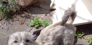 Tierschutzverein Seligenstadt: Silver möchte gerne die Nummer 1 sein