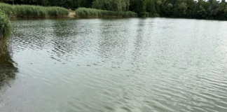 Blaualgen am Schultheis-Weiher in Offenbach: Es gilt die “Erste Warnstufe”