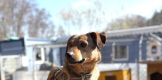Tiere in Not Odenwald: Eldar – ein sensibler Hund mit starker Persönlichkeit