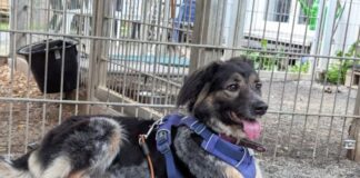 Tiere in Not Odenwald sucht ein Zuhause für Estera