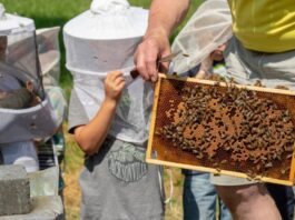 Sommer in Darmstadt-Dieburg: Rausgehen, entdecken und genießen