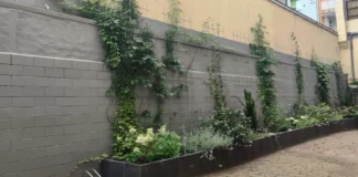 Stadt Offenbach fördert Klimamaßnahmen auf privaten Grundstücken
