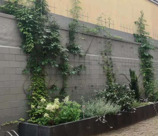Stadt Offenbach fördert Klimamaßnahmen auf privaten Grundstücken
