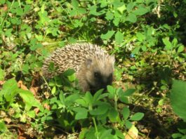Hanau schützt Igel: Mähroboter müssen nachts ruhen