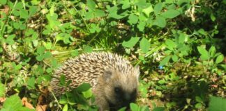 Hanau schützt Igel: Mähroboter müssen nachts ruhen