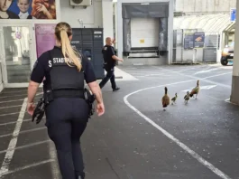 Einige interessante Einsätze der Stadtpolizei Offenbach im Juni