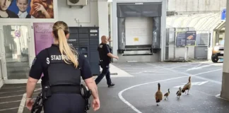Einige interessante Einsätze der Stadtpolizei Offenbach im Juni