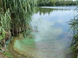 Badeverbot am Schultheis-Weiher in Offenbach