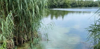 Badeverbot am Schultheis-Weiher in Offenbach