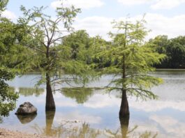 Frankfurts Weiher im Klimastress: Biologisches Verfahren überzeugt im Pilotversuch