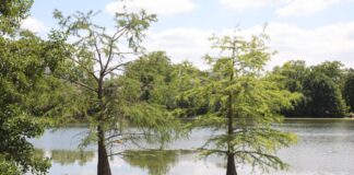 Frankfurts Weiher im Klimastress: Biologisches Verfahren überzeugt im Pilotversuch