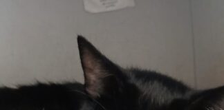 Tierschutzverein Seligenstadt: Sissi braucht keine kätzischen Mitbewohner