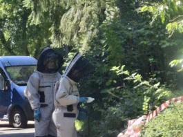 Bayern forschen mit invasiven Hornissen aus Offenbach