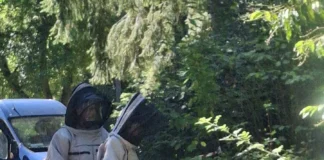 Bayern forschen mit invasiven Hornissen aus Offenbach
