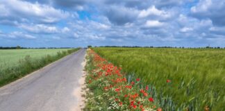 Landwirtschaft im LaDaDi: Was alles gefördert wird und wieso