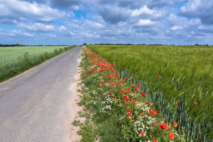 Blumen rmv