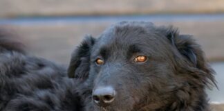 Tiere in Not Odenwald: Will ist ein toller, unerschrockener Hund mit viel Potenzial