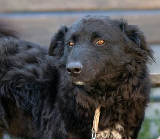 Tiere in Not Odenwald: Will ist ein toller, unerschrockener Hund mit viel Potenzial