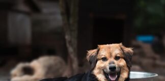 Tiere in Not Odenwald: Kevan ist bereit endlich anzukommen