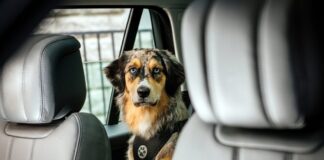 Tierisch gute Reise: So kommen Urlauber und Vierbeiner gut ans Ziel