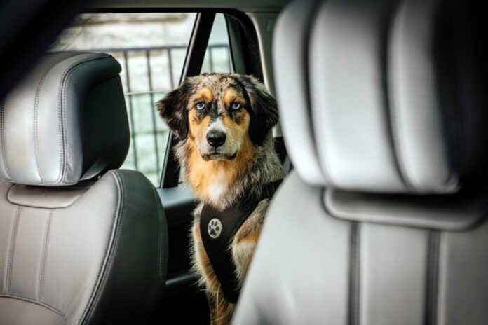 Shooting Hund