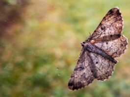 UV-Lichtfallen töten Nützlinge und schützen nicht vor Mücken