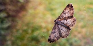 UV-Lichtfallen töten Nützlinge und schützen nicht vor Mücken