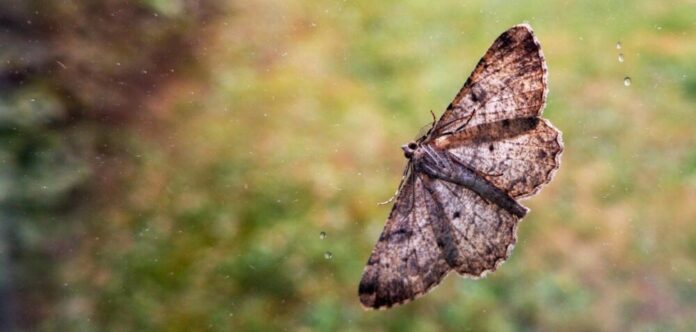 Schmetterling Falter rmv
