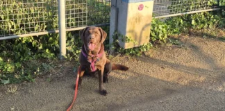 Zwischenbilanz der Hundekontrollen in Offenbach