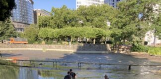 Weiher in der Ludwig-Erhard-Anlage: Grünflächenamt Frankfurt informiert über aktuelle Maßnahmen