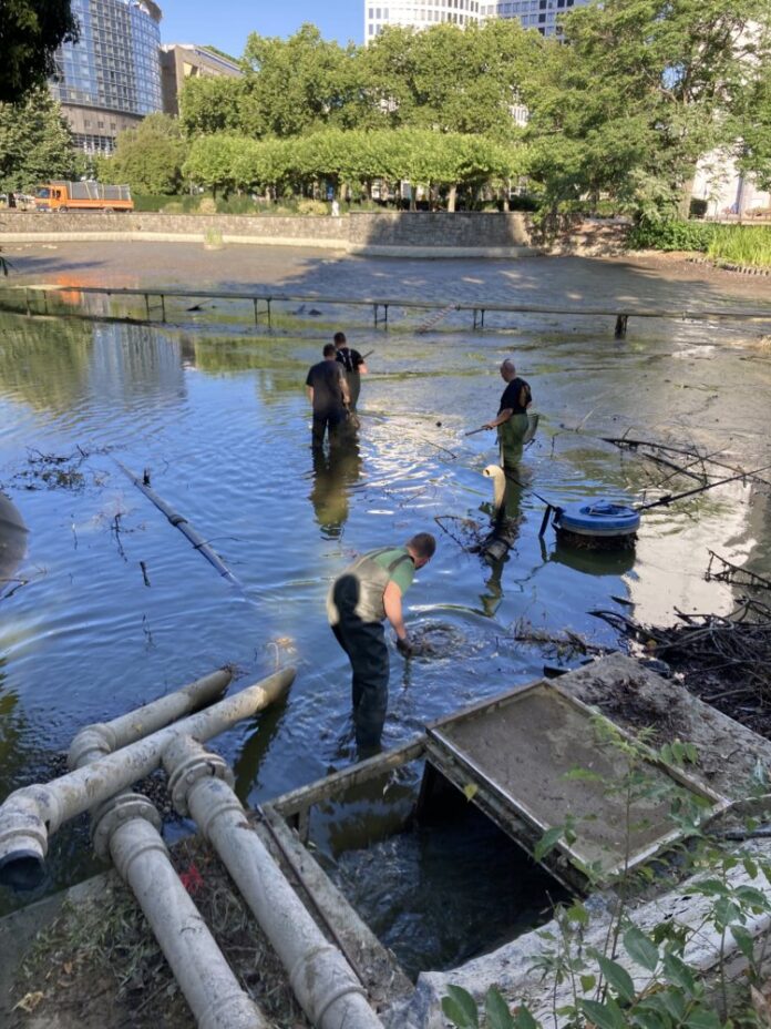 Angelverein-bringt-Fische-in-Sicherheit-Copyright-Gruenflaechenamt-Frankfurt