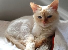 Tierschutzverein Seligenstadt: Bella Blue sucht ihr „Für-immer-Zuhause“ mit Familienanschluss