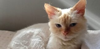 Tierschutzverein Seligenstadt: Bella Blue sucht ihr „Für-immer-Zuhause“ mit Familienanschluss