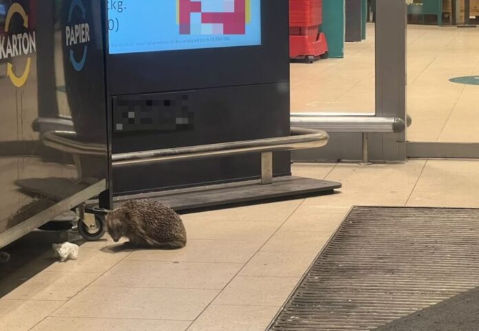 "Auf frischer Tat ertappt" - der Igel im Vorraum des Supermarktes
