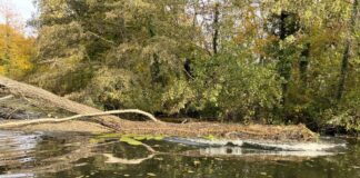 Moorteich im Darmstädter Bürgerpark wird saniert