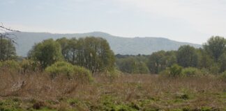 Zuwässerung des Pfungstädter Moors wieder aufgenommen