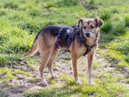 Tierherberge Egelsbach: Alin war anfangs ein kleiner Angsthase