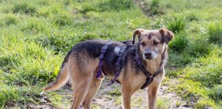 Tierherberge Egelsbach: Alin war anfangs ein kleiner Angsthase