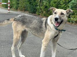 Tierschutzverein Seligenstadt: Zuhause gesucht für eine besondere Hündin