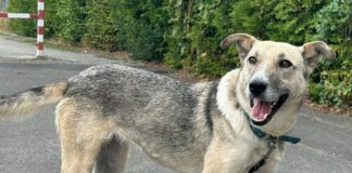 Tierschutzverein Seligenstadt: Zuhause gesucht für eine besondere Hündin