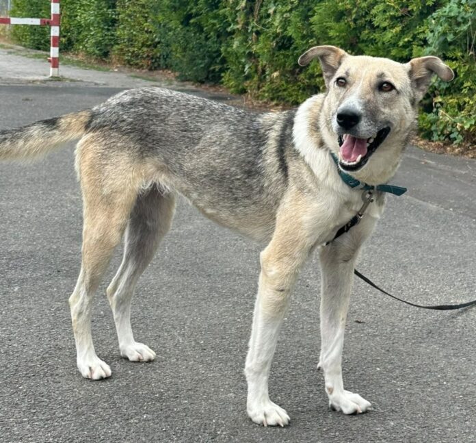 Yuki