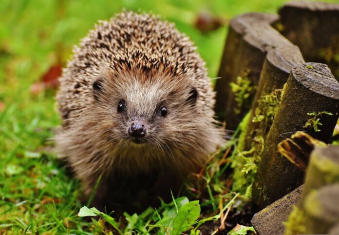 Igel rmv Tier