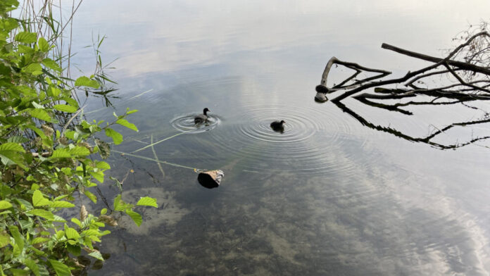 csm_200826_Moenchwaldsee_IMG_0360_126c83d81f