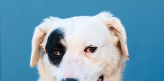 Tiere in Not Odenwald: Verschmuste Freia sucht neues Zuhause