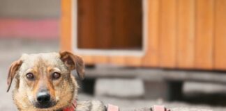 Tiere in Not Odenwald: Eldar – ein sensibler Hund mit einer starken Persönlichkeit